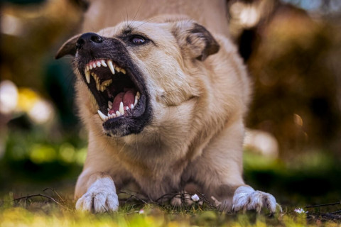Cuidado com os cães